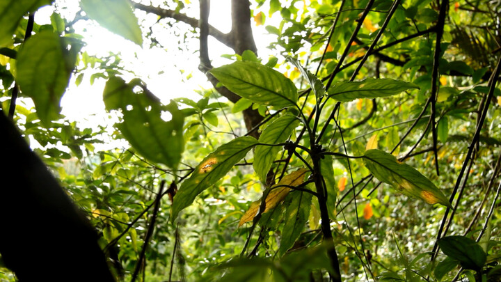 Plants in Tropical Montane Forest, One