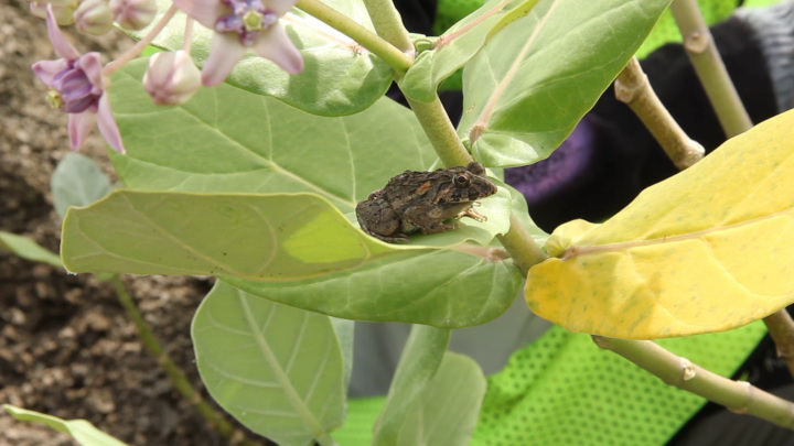 Exploring Calotropis gigantea’s Potential as a Cost-effective Ameliorant in Clay Pit Rehabilitation, Episode 7: Montage