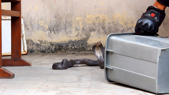 Penanganan Ular Masuk Rumah (Handling Snakes that Enter Your Home)