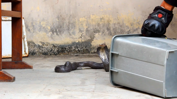 Penanganan Ular Masuk Rumah (Handling Snakes that Enter Your Home)