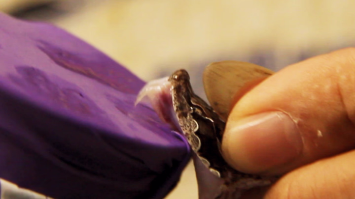 Snake Milking: The Most Nerve-racking Aspect of Producing Antivenom