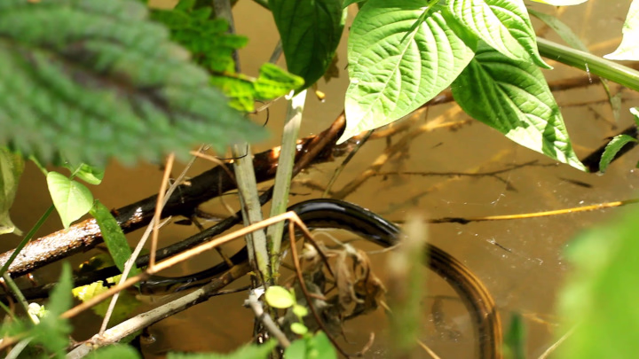Trying to Find a Snake in an Ephemeral Pond