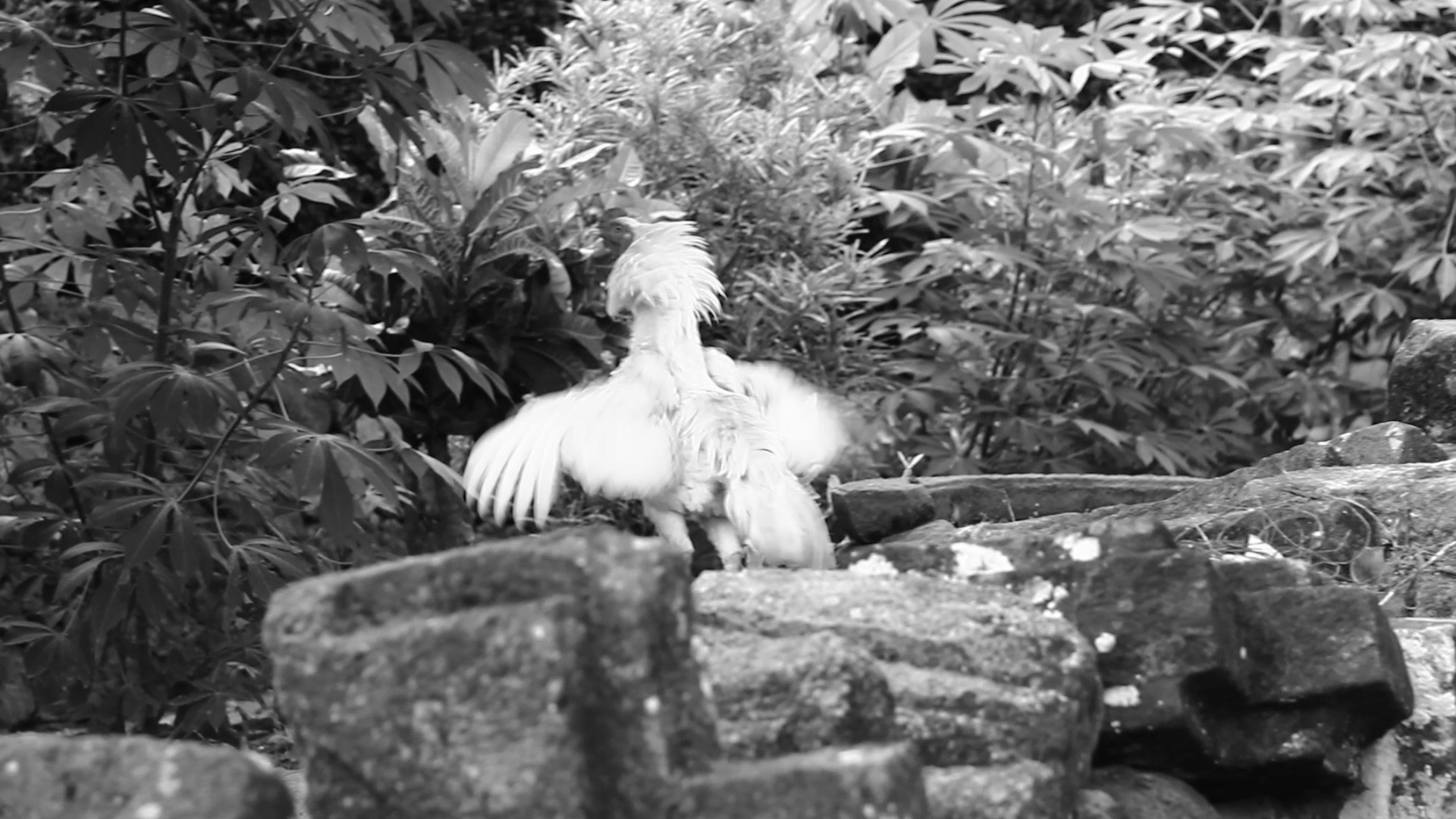 A Rooster of Candi Sari, in Monochrome