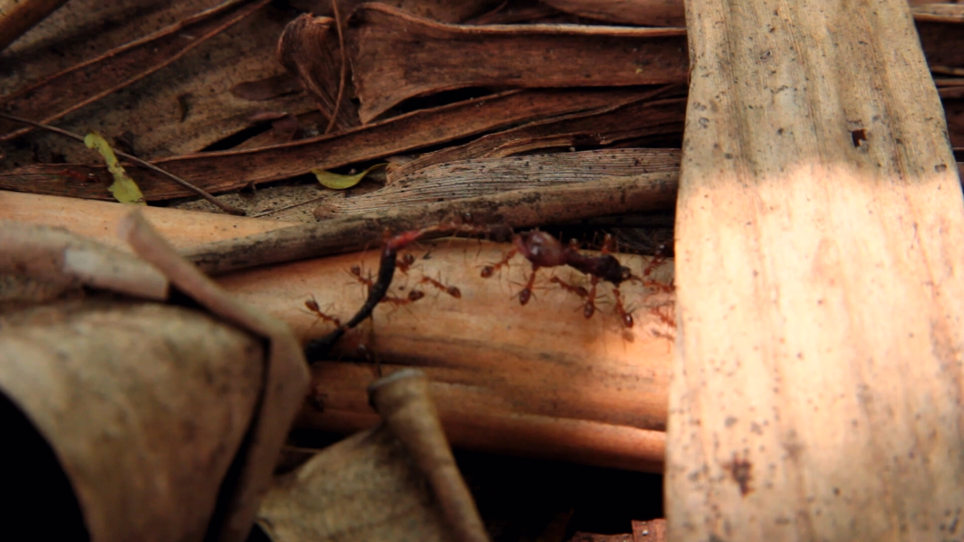 Ants Transporting Object, One