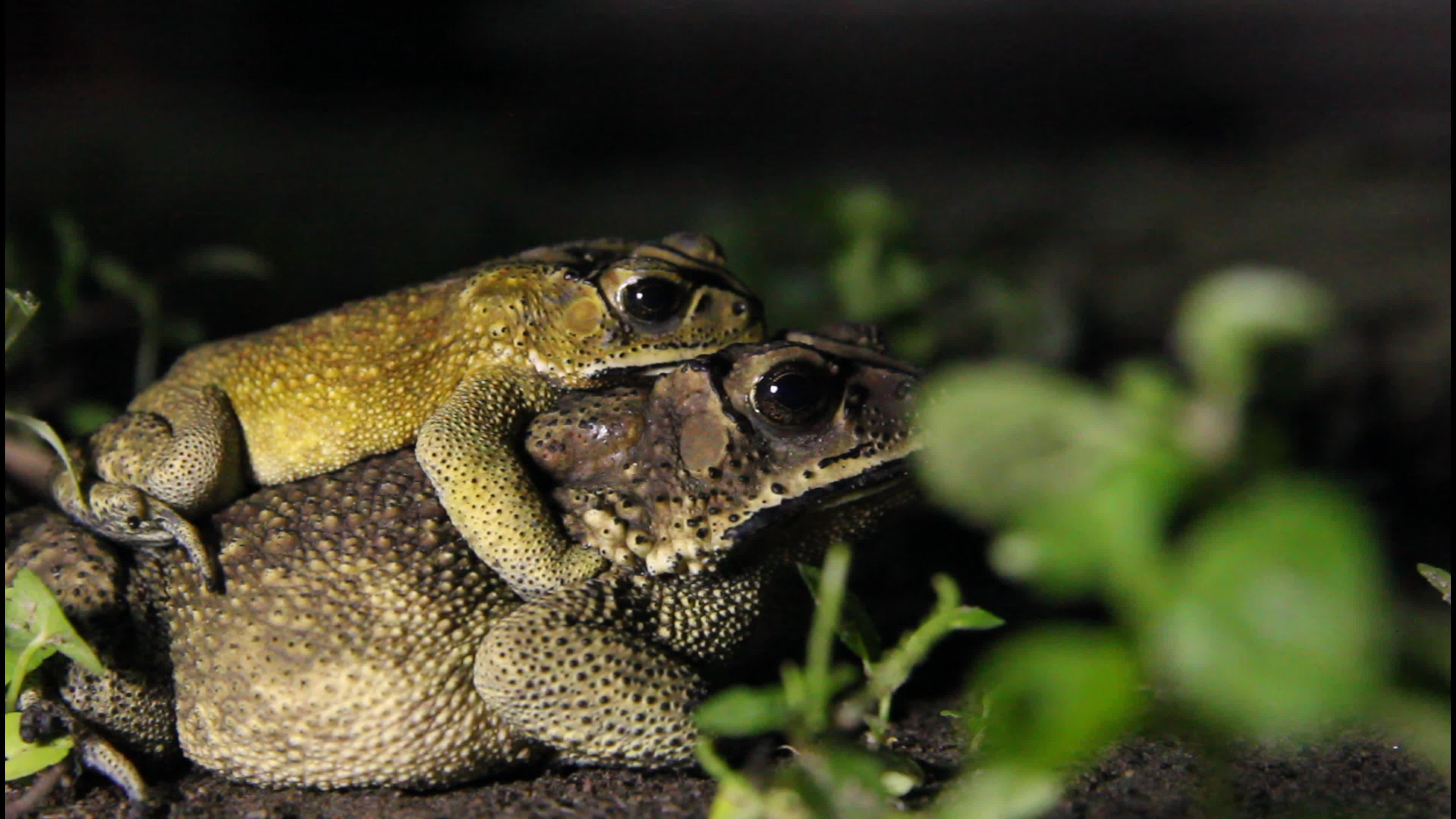 Duttaphrynus melanostictus (Asian Common Toad), Mating