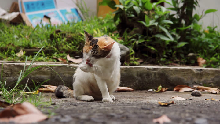 A Cat Cleans