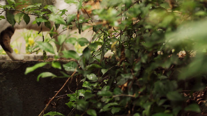 A Cat Through Vegetation