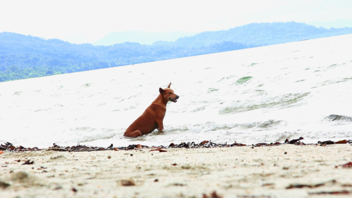 A Happy Dog on a Papuan Beach