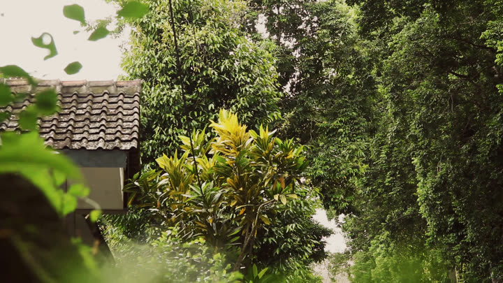 Animal House and Trees