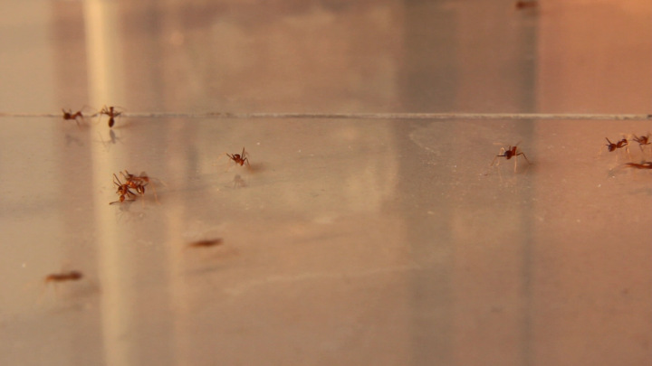 Ants Inspect a Dead Comrade