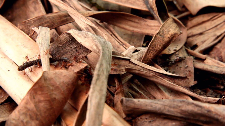 Ants Transporting Object, Two