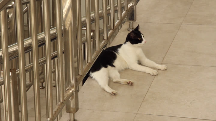 Black and White Cat in a Faculty of Biology Building