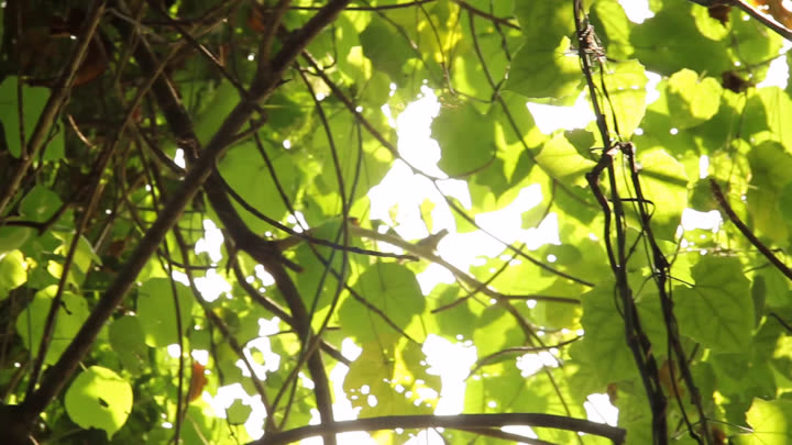 Blurry Leaves and Light