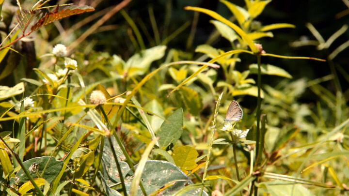 Butterfly Amongst Vegetation, One
