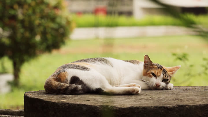 Cat Sleeps on a Well Cover