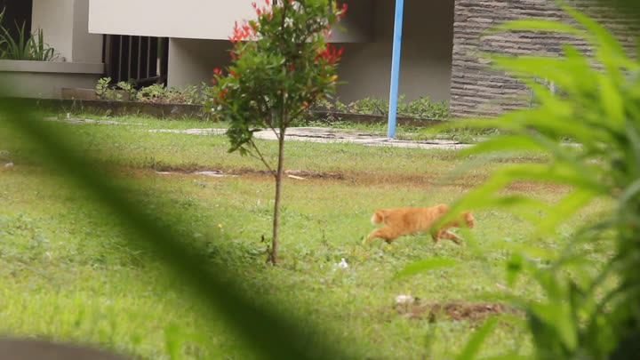 Cat Stalking