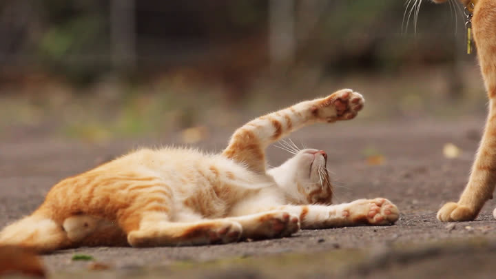 Cats Play Beside the Faculty of Biology Road