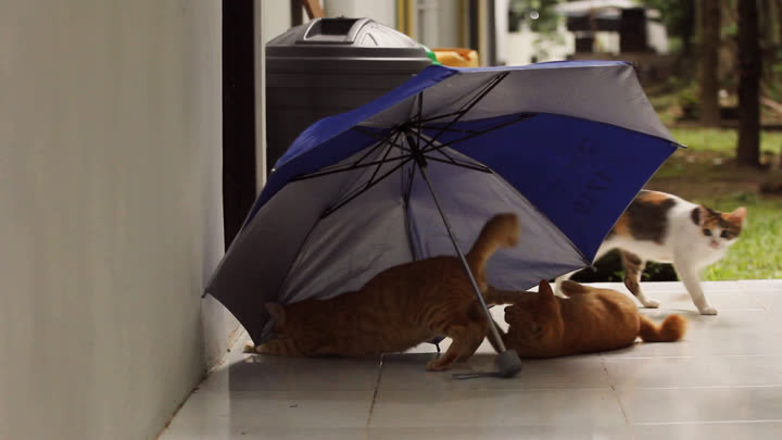 Cats Play with an Umbrella