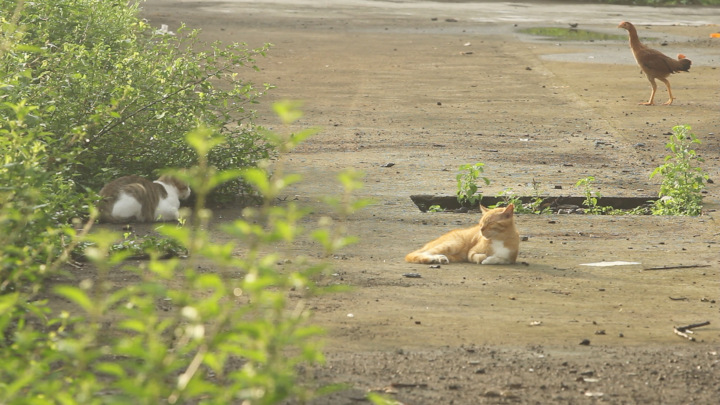 Cats Soak Up the Morning Sun on a Village Road