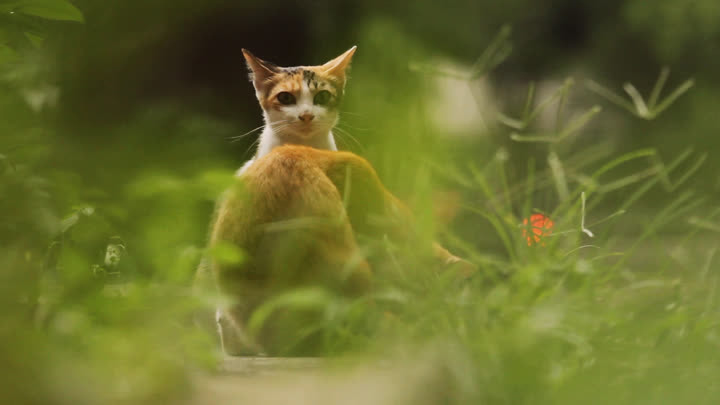 Cats Through Vegetation