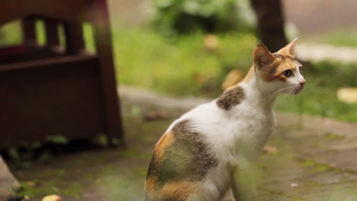 Cats Wait for Food