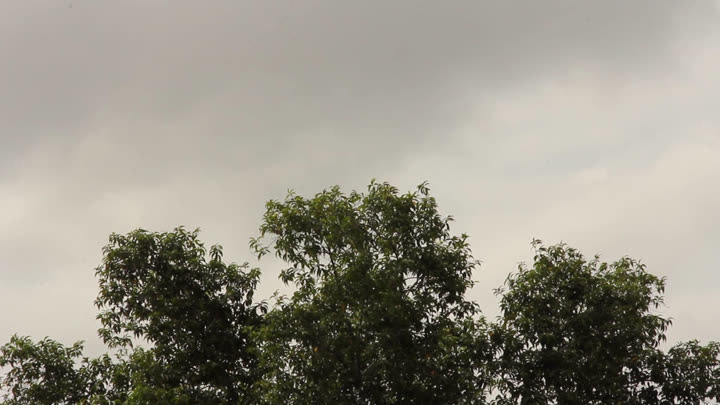 Centre Frame of a Faculty of Geography Tree, One