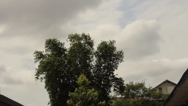 Centre Frame of a Faculty of Geography Tree, Two