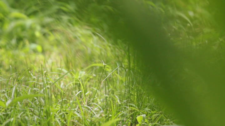 Close-up of Grass