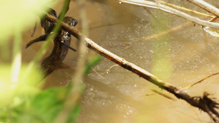 Dermogenys pusilla in an Ephemeral Pond