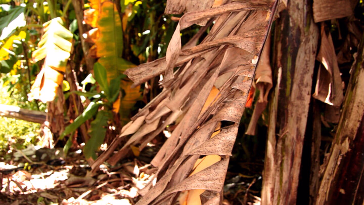 Dry Banana Leaves Swaying in Wind