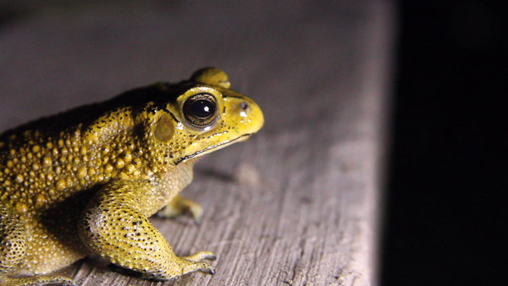 Duttaphrynus melanostictus (Asian Common Toad), Individuals
