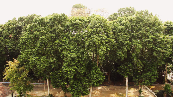 Faculty of Biology's Tree Canopy