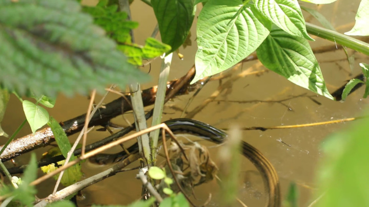 Fowlea melanzostus in an Ephemeral Pond