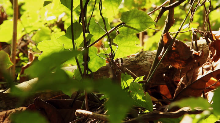 Ground Vegetation in Kebun Biologi