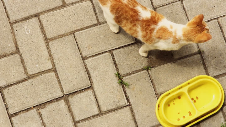 Iis Looking for Food