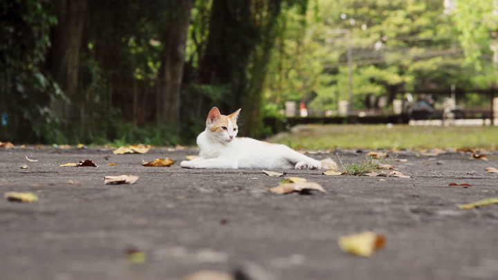 Iis on the Faculty of Biology Road