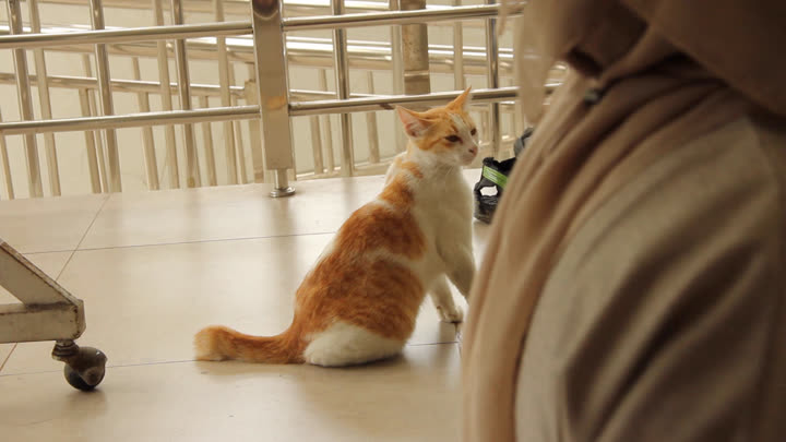 Iis Smells Something