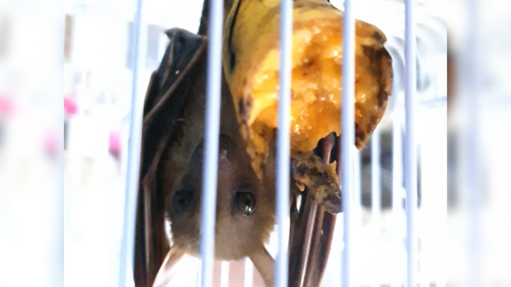 Indonesian Short-nosed Fruit Bat (Cynopterus titthaecheilus) Eats a Banana