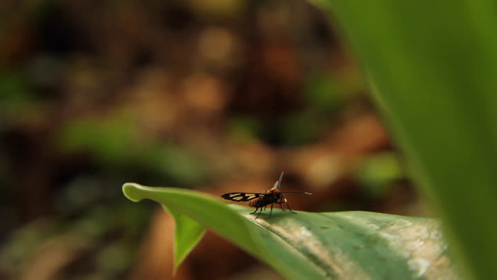 Insect on Leaf