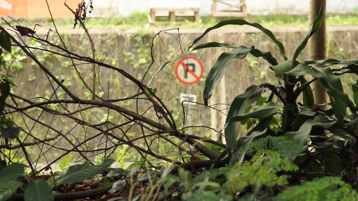 Jalan Kesehatan from Kebun Biologi, Two