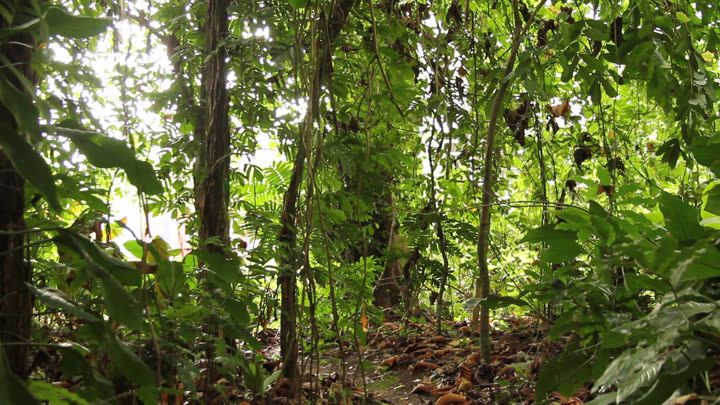 Kebun Biologi's Trees