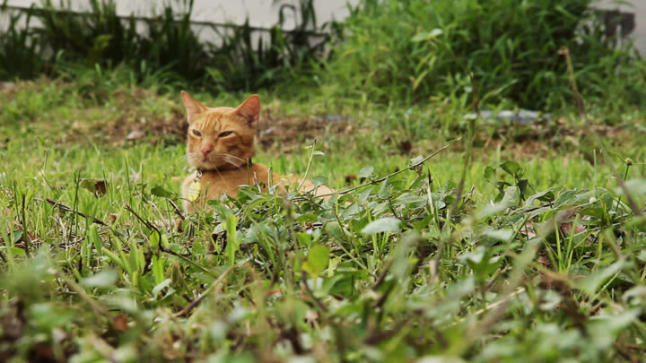 Kunkun Lording