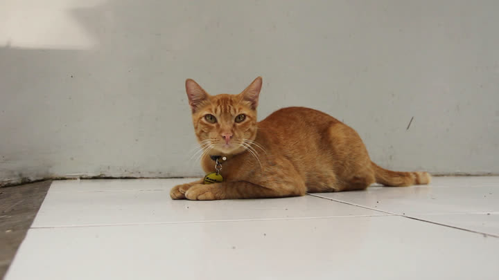 Kunkun Watching