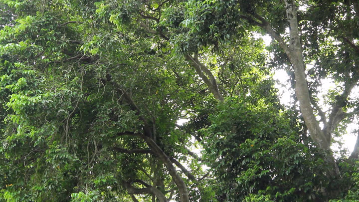 Looking Up at Kebun Biologi's Trees