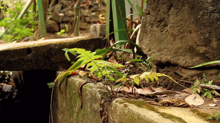 Macrothelypteris torresiana in a University Campus