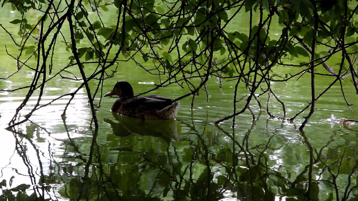 Male Mallard amongst Pond Vegetation