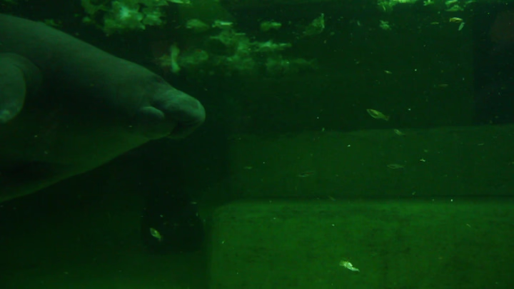 Manatee Tank in Tierpark Berlin