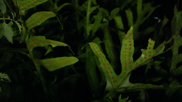 Microsorum scolopendria at Night