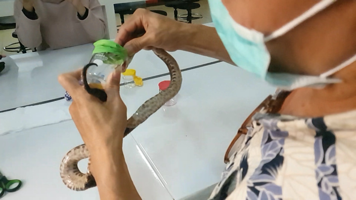 Milking Adult Malayan Pit Viper (Calloselasma rhodostoma) Venom, in Slow Motion