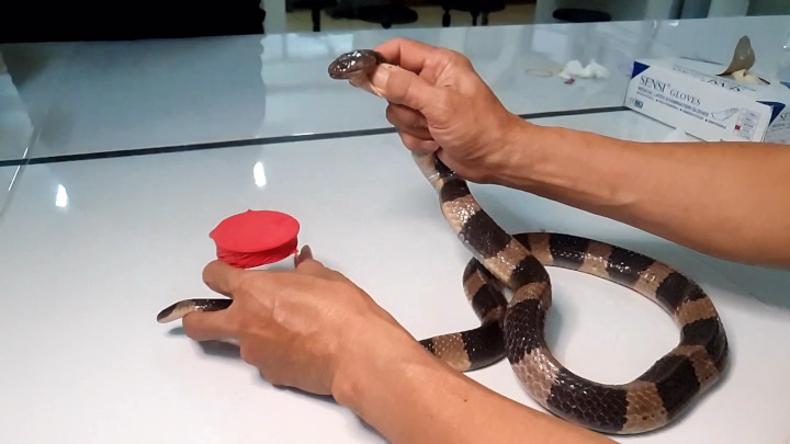 Milking Banded Krait (Bungarus fasciatus) Venom, in Slow Motion